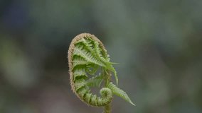 The ferns grow in nature in the spring