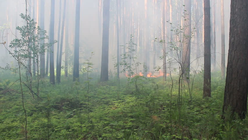 Fire in the forest