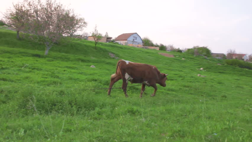 Cows grazing and going away in a sunny lovey day. Beautiful sunrise