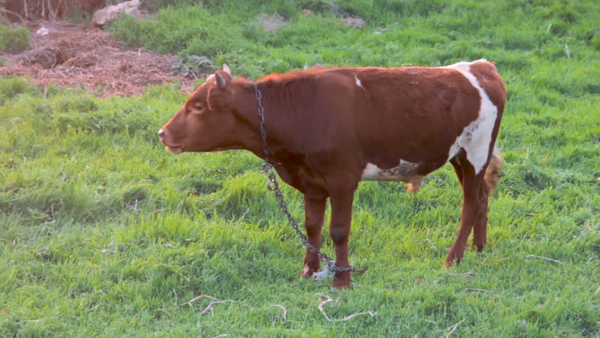 Cows grazing in a sunny lovey day. Beautiful sunrise in the country side