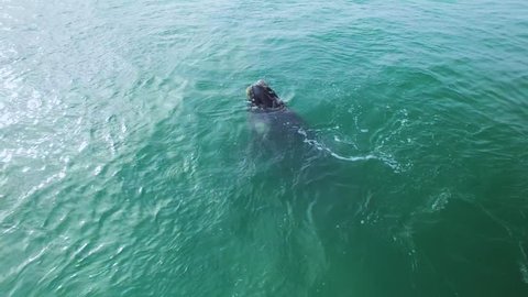 Top view aerial flyover of Southern Right Whales in Hermanus, Cape Town South Africa - 4K UHD