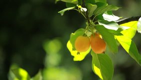 Chinese apple - Malus prunifolia