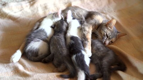 Cat Eye Infection Eye Damage Swollen Stock Photo Edit Now