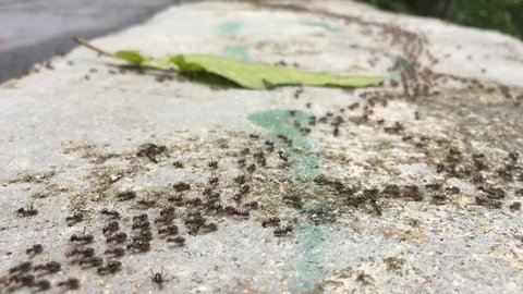 Group of black ants walking on the concrete surface.
