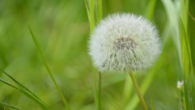 Beautiful white blowball. Dandelion seeds being blown by wind.
