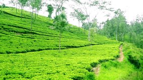Train crossing amazing tea plantation landscape in highlands. Sri Lanka