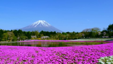 Fuji Mountain view and Moss pink colorful flower field at Shibazakura festival ,Yamanashi in Japan.