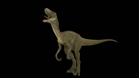 Roaring dinosaur Velociraptor. Production quality footage in ProRes HQ codec 25 FPS with alpha matte.