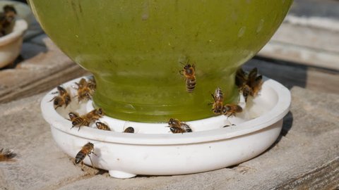 Bees drinking water Bee macro Bee on the water.