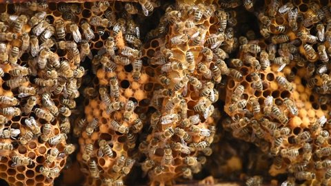 Inside of a hive with a lot of bees
