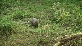 Solitary. Indian brown mongoose. stalking through the grass and watching curiously. in this protected national park in Sri Lanka. UltraHD 4k footage