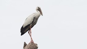 Mature. Asian openbill stork. taking off from his perch on a dry stump to dive towards the water in Sri Lanka. 4k UHD stock video