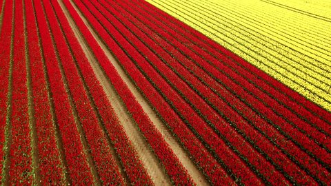 Typical Dutch tulip flower fields nearby Lisse, The Netherlands.
The flower season is in the spring from half of April until half of May.