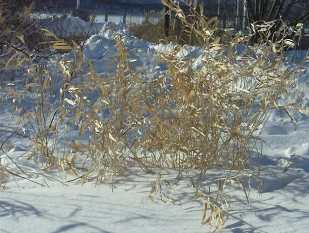 Wind. Dry grass in very windy cold winter day.
