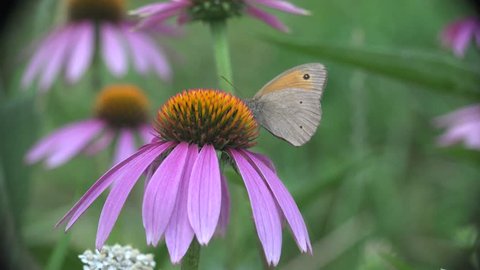 Butterfly Echinacea purpurea sitting on pink flower gathers nectar and pollen