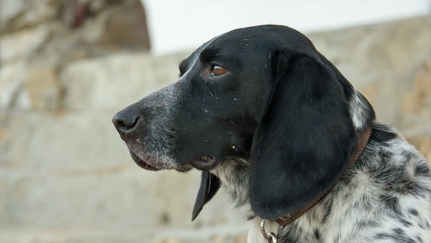 black and white dog with long ears