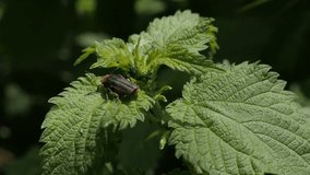 Lampyris noctiluca insect by the day 4K 2160p 30fps UltraHD footage - Close-up of common glow-worm beetle on nettle plant 3840X2160 UHD video