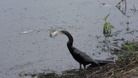 anhinga swallows a fish near lake