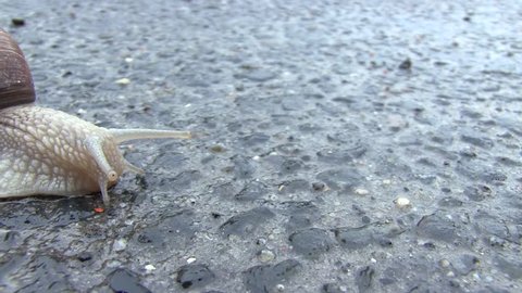 Snail On A Road. Snail Crosses the Street on Wet Asphalt After Rain. Macro of Beautiful Helix Pomatia Snail Crawls Asphalt Street