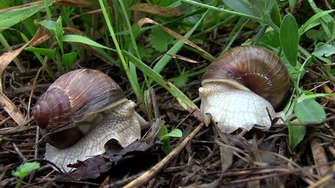 Macro of Beautiful Two Snails Sitting in Nature in the Green Grass. One Helix Pomatia Snail Crawls and Escapes into the Grass