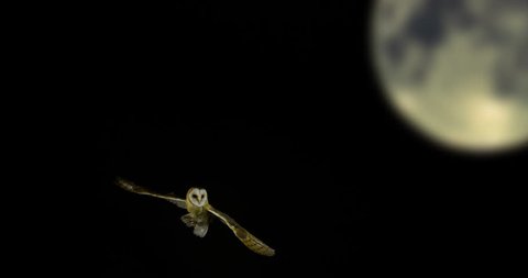 Barn Owl, tyto alba, Adult in flight, Normandy, Slow Motion 4K