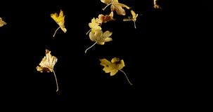 Autumn Leaves falling against Black Background, Slow motion 4K