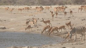Impala antelopes and plains zebras gathering at a waterhole with wind blowing dust, Etosha National Park, Namibia