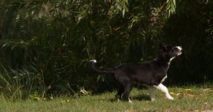 Border Collie Dog, Young Male Running on Grass, Normandy, Slow Motiion 4K
