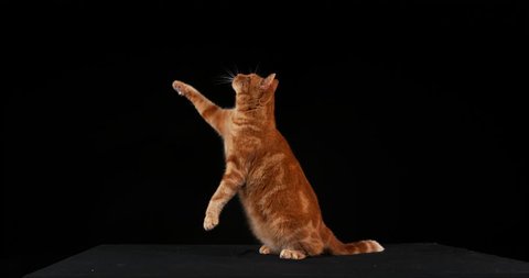 Red Tabby Domestic Cat, Adult Leaping against Black Background, Slow motion 4K