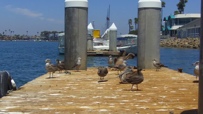 Various seabirds, pelicans, seagulls, etc resting on a dock in Alamitos Bay in