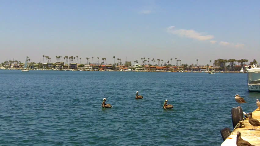 Three pelicans float on the gently rolling waters of Alamitos Bay in Long Beach,