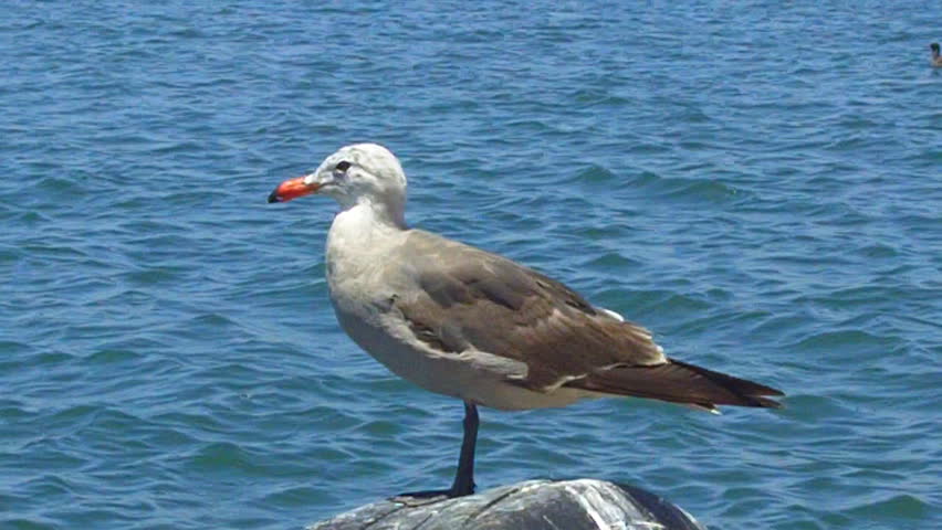A close up shot of a one-legged seagull standing on a dock post with the blue