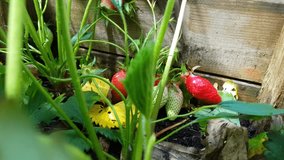 Man Picks Strawberries in his Garden Close Up - 4K Video
