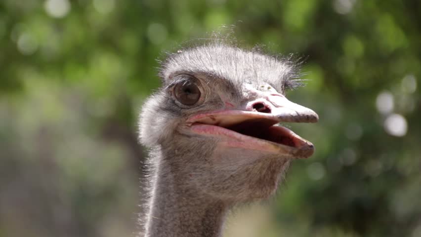 Closeup funny ostrich head personality Asking a question Challenging. Throat muscles moving and slow blinking of the big eye on the head turning to profile against bushveld trees with nice lens bokeh | Shutterstock HD Video #26799613