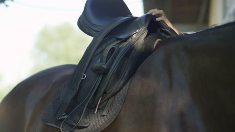 SLOW MOTION, CLOSE UP, DOF: Unrecognizable person preparing big mighty dark brown horse for a dressage ride training. Woman placing a pad blanket and saddle gently on horse back in front of a stable