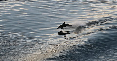 Dolphins in Alaska jumping leaping out of water. Alaska wildlife: Pacific White-sided Dolphins seen from Alaska Cruise Ship.の動画素材