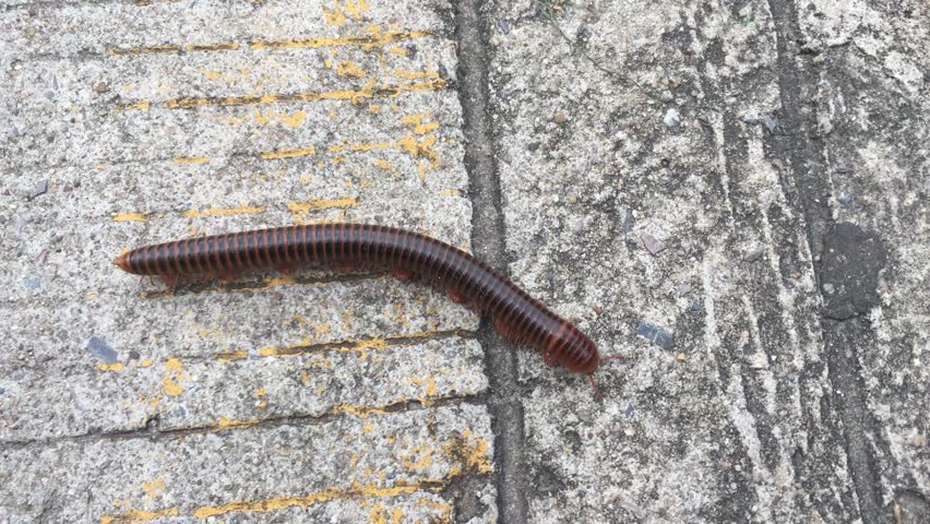 Millipede walking for food