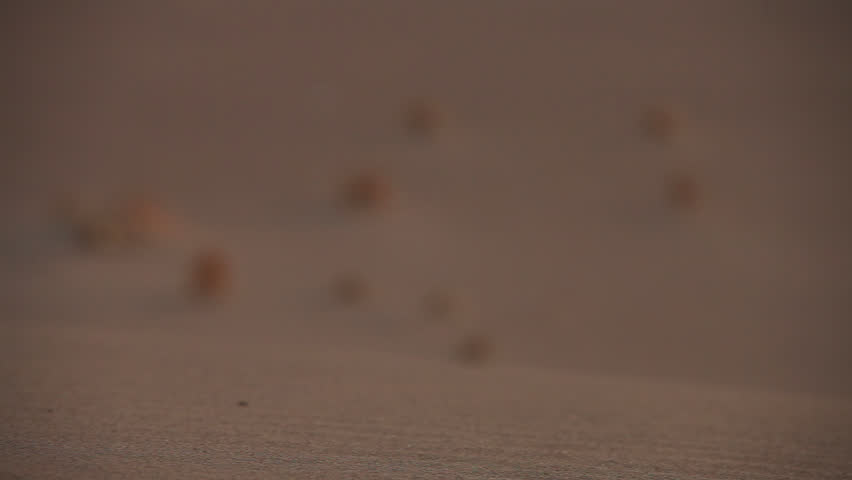 Skull of a dead ram in the Gobi Desert. China