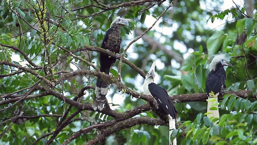Family of White Crowned Hornbill 스톡 동영상 비디오(100% 로열티 프리) 26810038 | Shutterstock