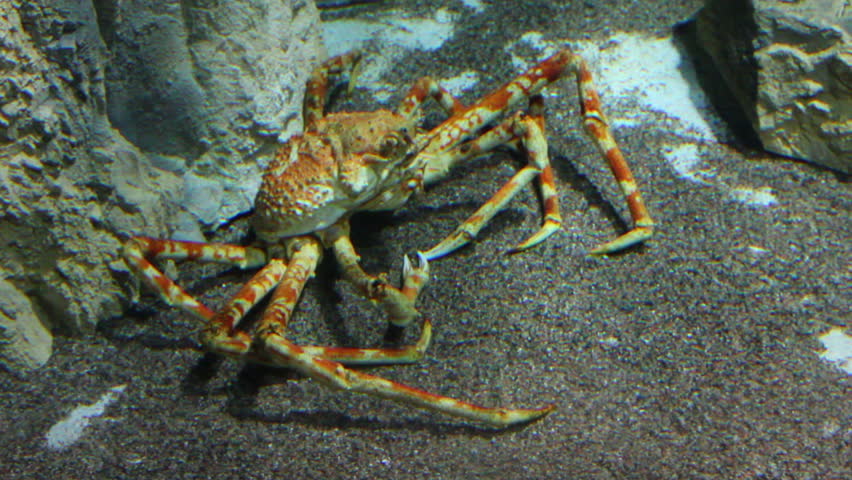 large crab underwater