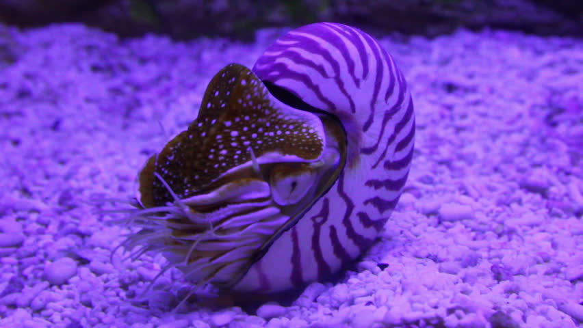 nautilus shell underwater