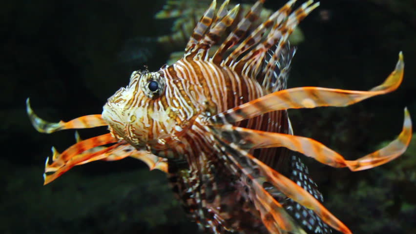 lionfish zebrafish underwater close-up