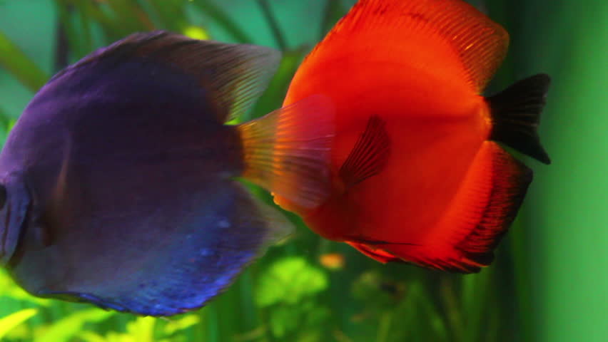 red discus fish in aquarium
