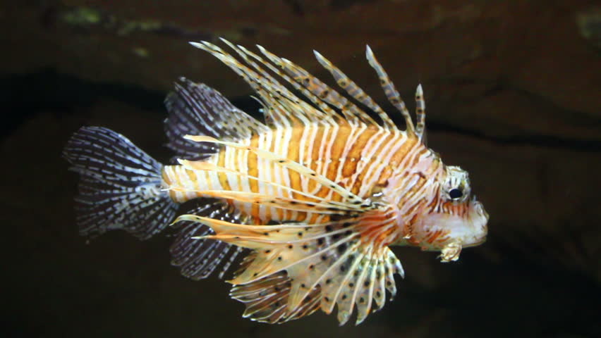 lionfish zebrafish underwater close-up