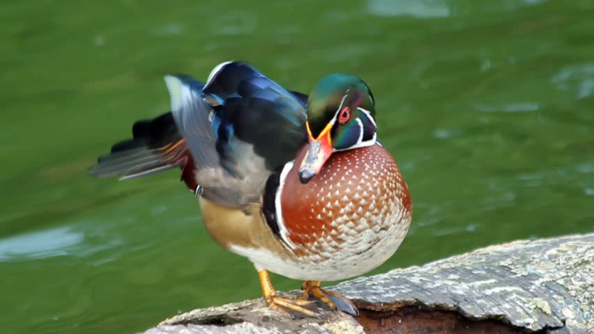 Wood Duck sitting on a Wood