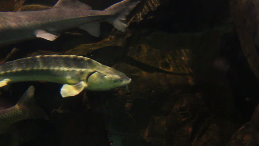 russian sturgeon fish underwater