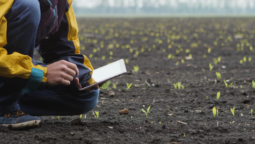 Young farmer checking progress of corn fields with digital tablet. Spring day. Close up Royalty-Free Stock Footage #26811763