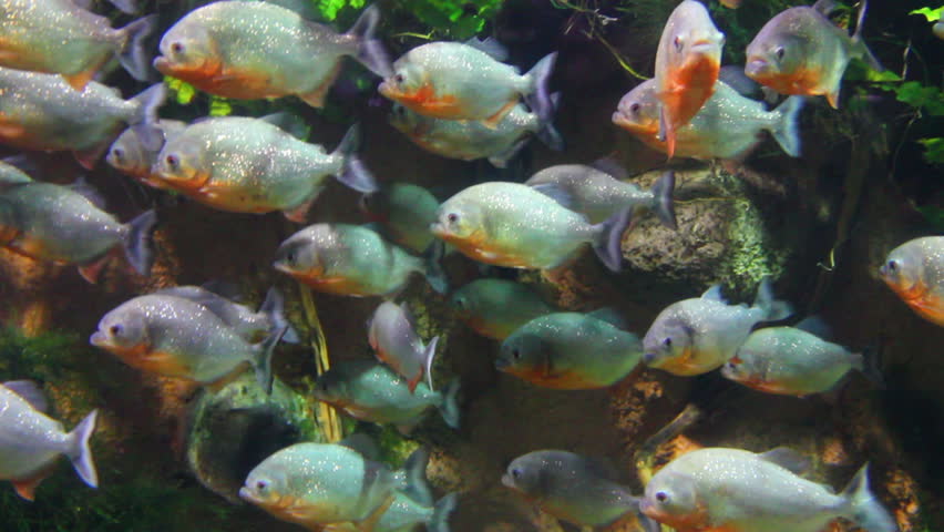 piranhas fish underwater