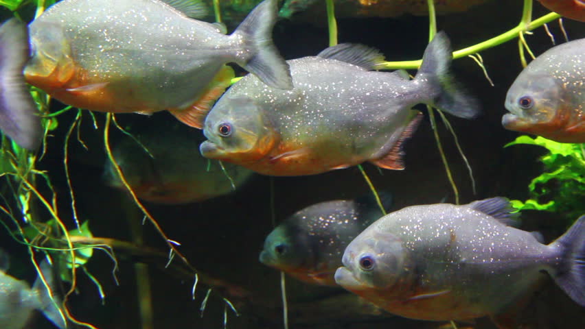 piranhas fish underwater
