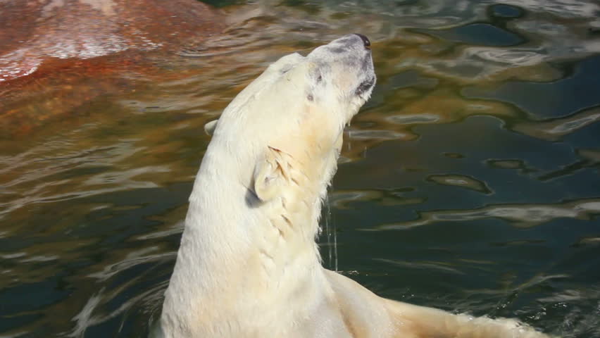 pleased polar bear in water
